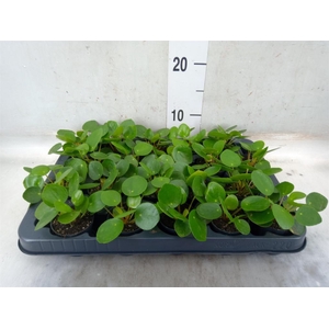 Pilea peperomioides