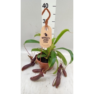Nepenthes    ...
