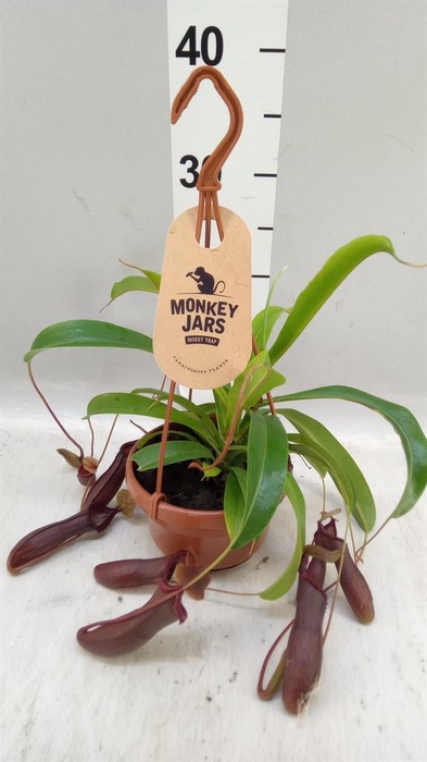 <h4>Nepenthes    ...</h4>