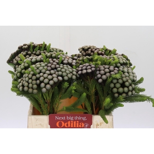 Cape Green Albiflora