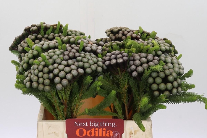 Cape Green Albiflora