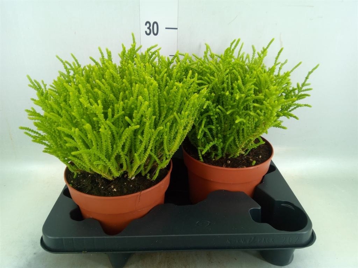 Crassula   ...