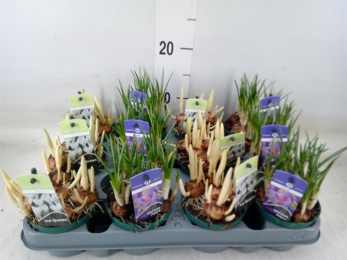 <h4>Crocus   ...mix</h4>