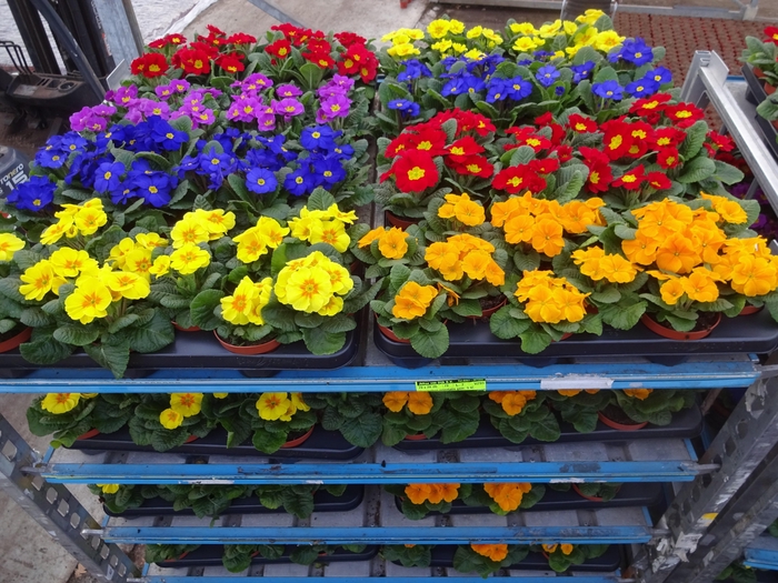 <h4>PRIM AC MIXK</h4>