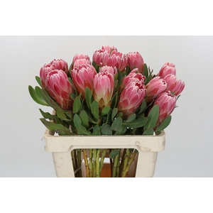 Protea Carnival