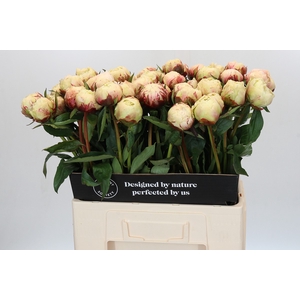 Paeonia Ann Cousins