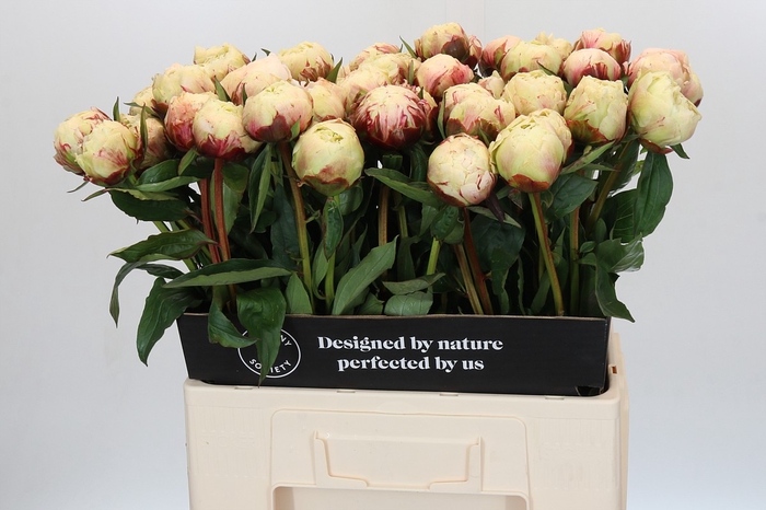 Paeonia Ann Cousins