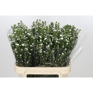 Aster Paquita