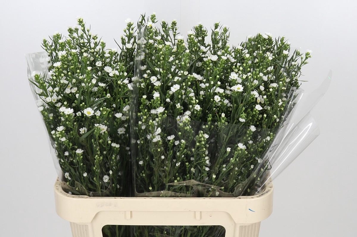 <h4>Aster Paquita</h4>