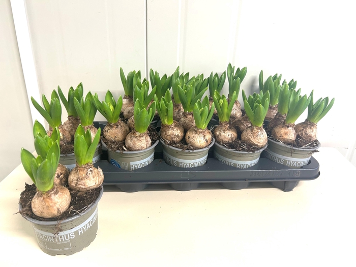 <h4>HYACIN WHITE PEARL</h4>