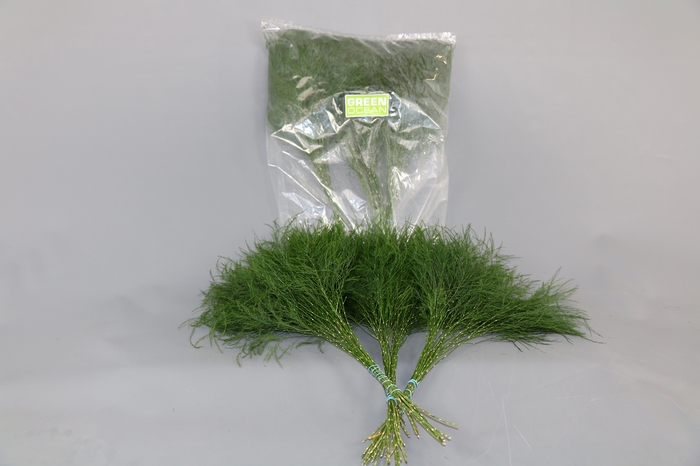 <h4>Treefern (3 bos per zak)</h4>