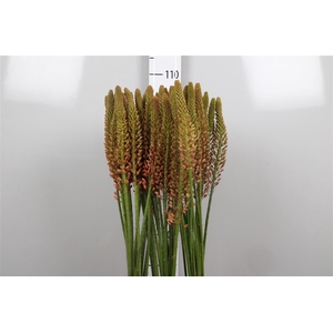 Eremurus Cleopatra