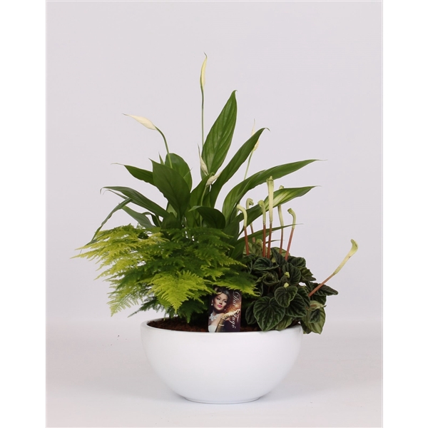 <h4>Arrangement Peperomia in schaal</h4>