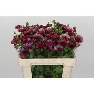 Ranunculus Magical Raspberry