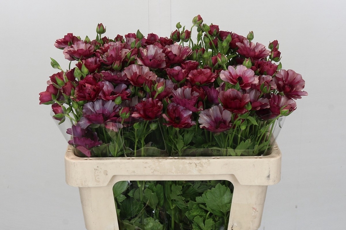 Ranunculus Magical Raspberry