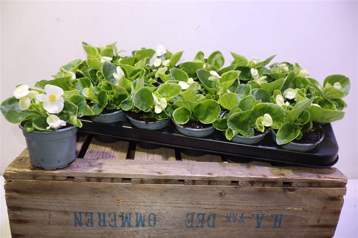 <h4>Bego Se Vol White</h4>