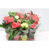 ANTHURIUM VARIADO P09
