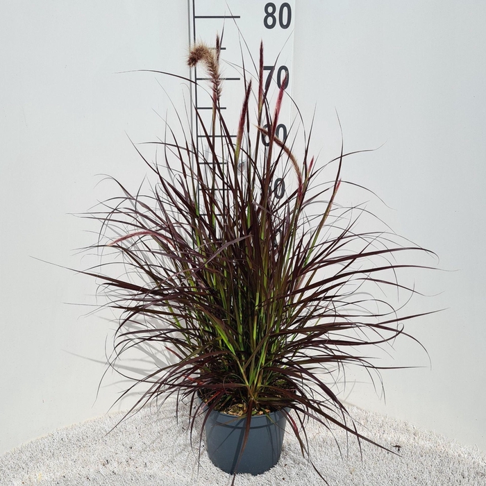 <h4>Pennisetum setaceum Rubrum</h4>