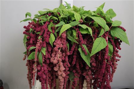 <h4>Amaranthus caud. 'Rosary'</h4>