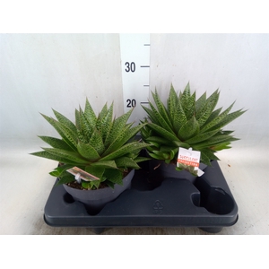Gasteria