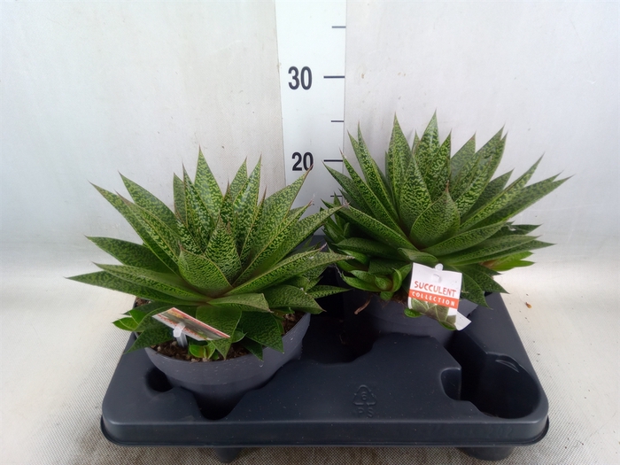 <h4>Gasteria</h4>