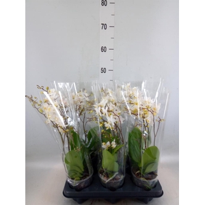 Phalaenopsis multi. 'FC Soft Cloud'