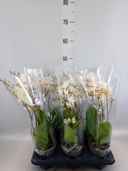 <h4>Phalaenopsis multi. 'FC Soft Cloud'</h4>