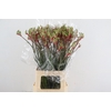 ANIGOZ JUDITH GREEN/RED 070CM