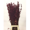 BELL REED