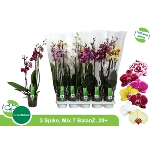 PHAL GEM 7 KL