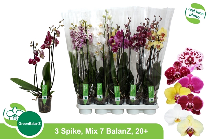 <h4>PHAL GEM 7 KL</h4>