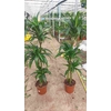 Dracaena overig