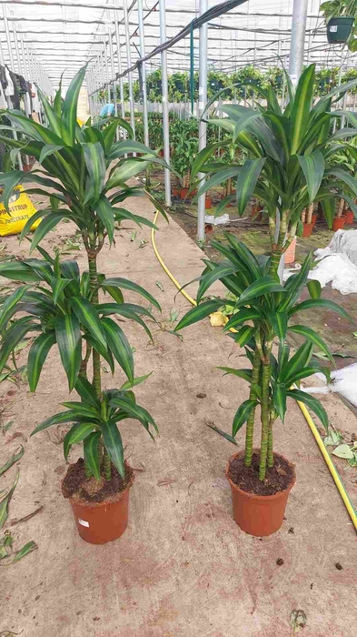 Dracaena overig