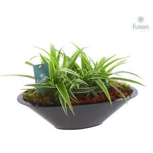 Schaal zink antraciet met Chlorophytum