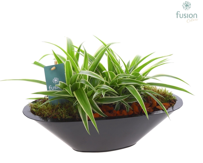 <h4>Schaal zink antraciet met Chlorophytum</h4>