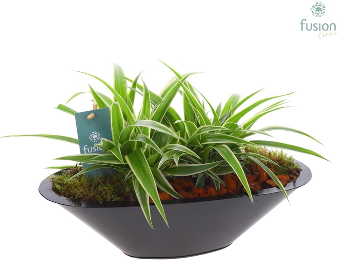 <h4>Schaal zink antraciet met Chlorophytum</h4>