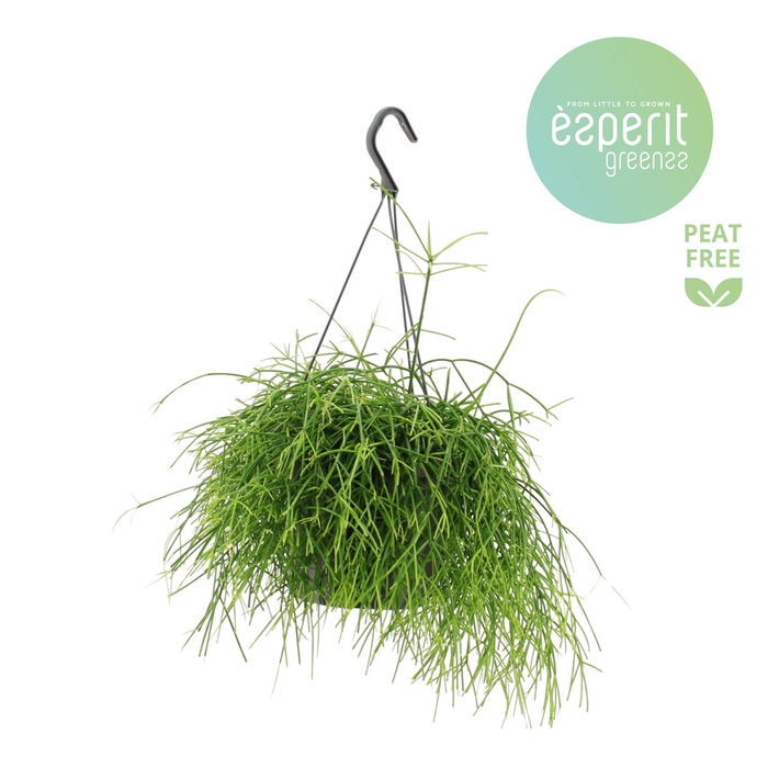 <h4>Rhipsalis Oasis hangpot</h4>