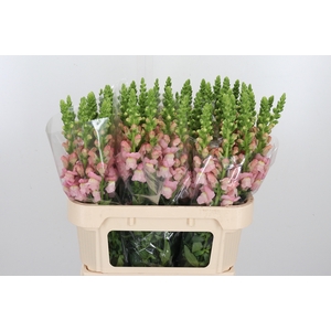 Antir Avignon Pink