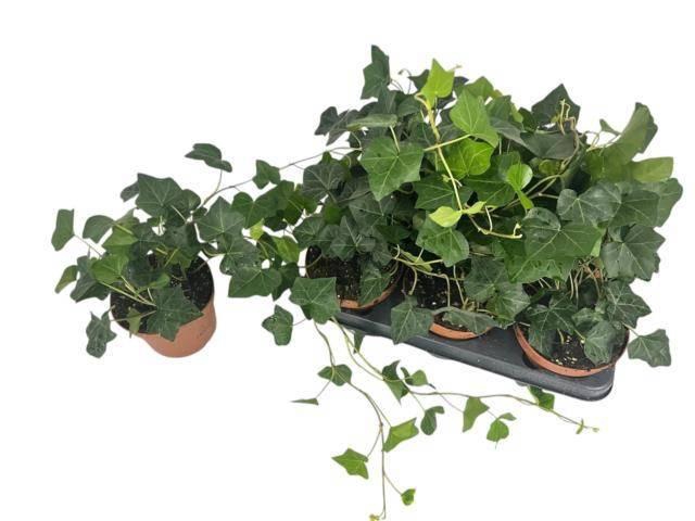 <h4>HEDE HIBERNICA</h4>