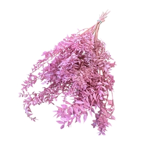 Droogbloem Ruscus 65cm 110g