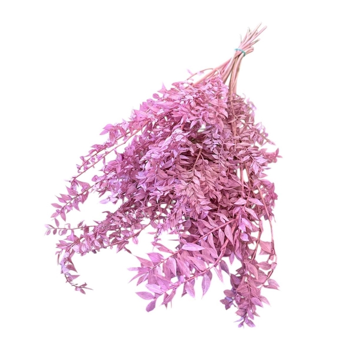 <h4>Droogbloem Ruscus 65cm 110g</h4>