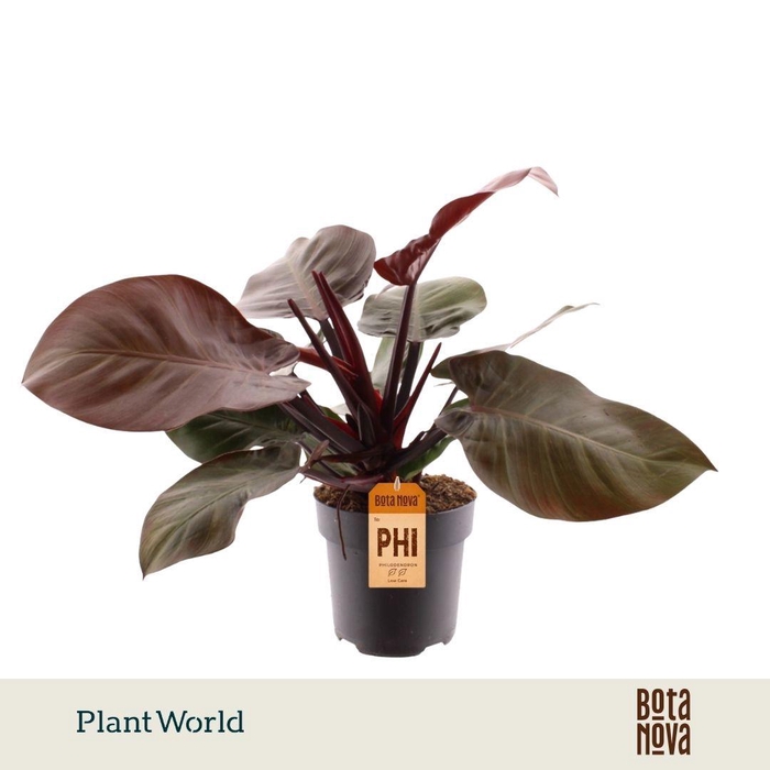 <h4>Philodendron Cherry Red</h4>