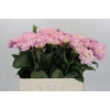 Dahlia Princess Kate
