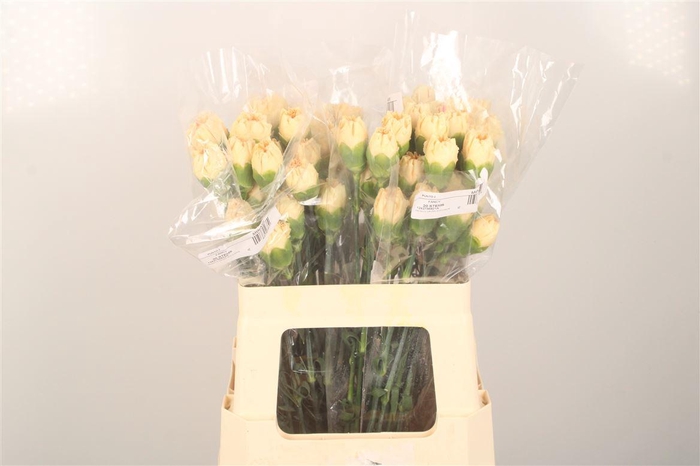 <h4>Di St Minami Peach</h4>