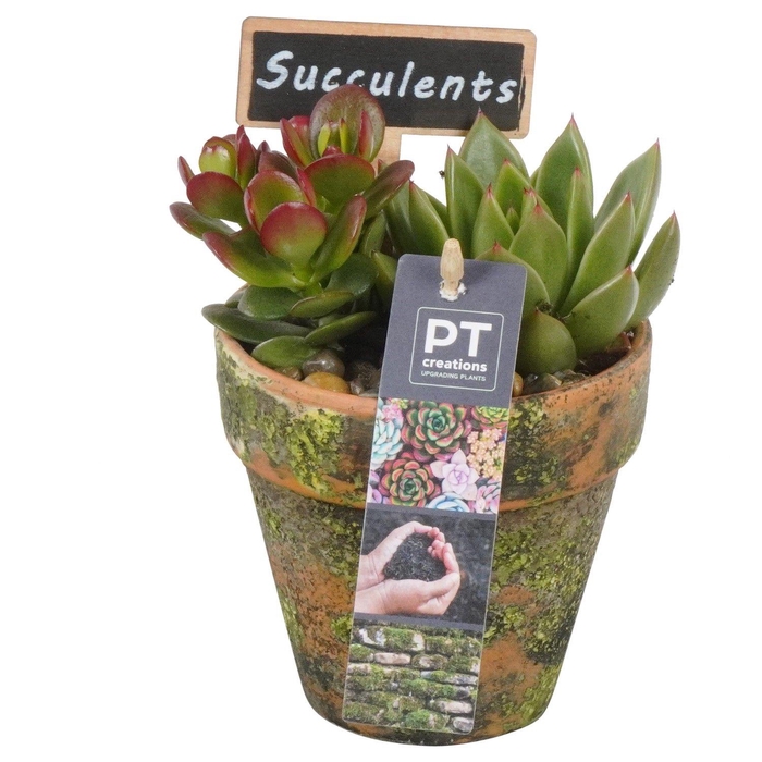 <h4>PTSU8433 Arrangement Succulenten in terracotta pot</h4>