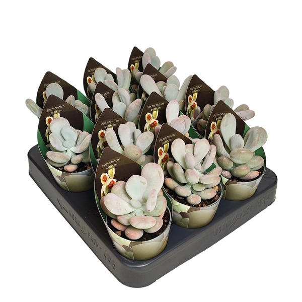 <h4>PACHYPHYTUM OVIFERUM - POT Ø 6,5 WITH POTCOVER (SUCCULENTEN)</h4>