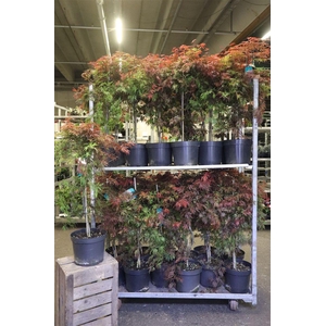 Acer Pa Garnet