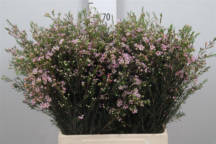 <h4>Chame Un Early Nir</h4>