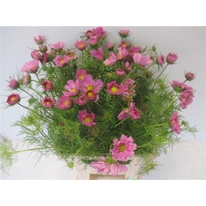 Cosmos Bipinnatus Pink