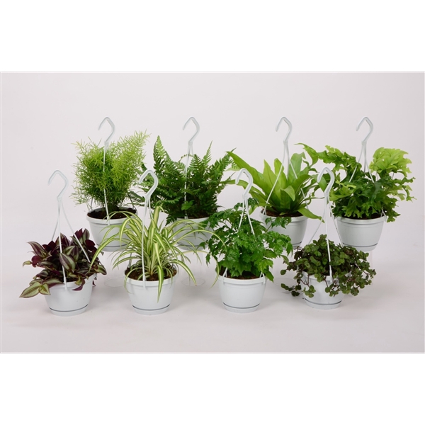 Groen Mix 12cm - Small Swing